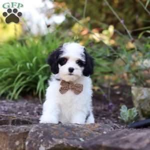 Brady, Cavapoo Puppy